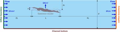 Analysis of fluid force and flow fields during gliding in swimming using smoothed particle hydrodynamics method